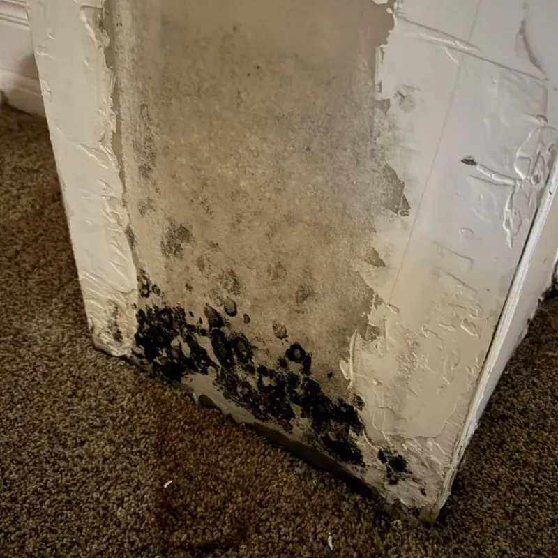 Professional Mold Removal in Edgefield, SC